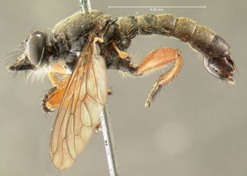 Media type: image;   Entomology 12844 Aspect: habitus lateral view